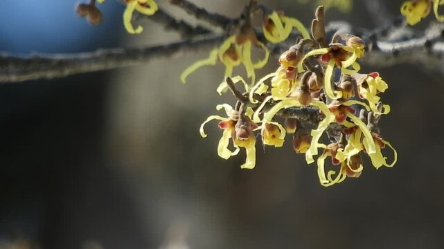[4K] Maruba Mansaku Witch Hazel Blooming in Hirosaki Park, Aomori, Japan【4K】青森県弘前公園のマルバマンサク：春の訪れを告げる黄色い花 撮影日：20260305-1

