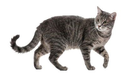 a majestic grey tabby cat walks with a determined gaze, its fur intricately patterned with dark stripes, captured in a clear, isolated studio shot. © Kathryn
