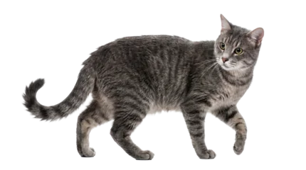 Fotobehang Kat a majestic grey tabby cat walks with a determined gaze, its fur intricately patterned with dark stripes, captured in a clear, isolated studio shot.  © Kathryn