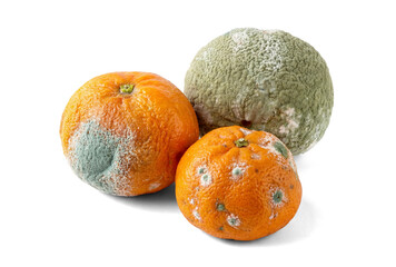 three moldy oranges with prominent green and white fungal growth, isolated on a transparent...