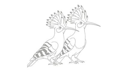 Hoopoe Birds Sketch: A beautifully detailed line drawing showcases two elegant hoopoe birds, capturing the grace and unique crests. © hafs121