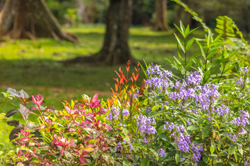 Peradeniya, Royal Botanic Gardens near of Kandy town in Sri Lanka. Vibrant Woodland Flora: Purple Blooms and Colorful Foliage Adorn a Lush Green Forest Floor with Majestic Tree Trunks © Viliam