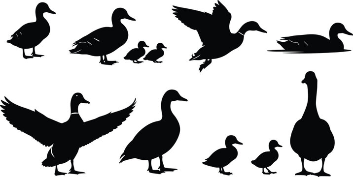 Black duck silhouette vector set, mallard and duckling family collection, flying and swimming water bird graphics isolated on white background,