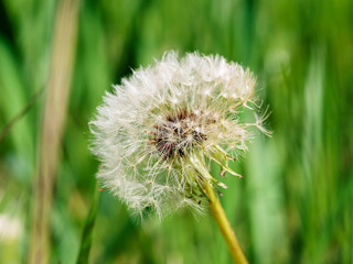 Fototapeta premium Close-up of a white dandelion seed head (Taraxacum officinale) against a blurred green grass background