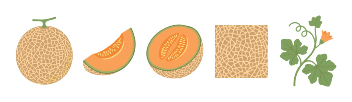 Cantaloupe melon illustration set with whole fruit, a juicy slice, half melon, skin texture, and flowering vine in a simple flat vector style