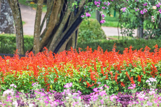 Peradeniya, Royal Botanic Gardens near of Kandy town in Sri Lanka. Vibrant Red and Purple Flowers Bloom in a Lush Green Garden, Creating a Serene and Colorful Nature Scene on a Bright Day