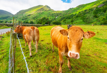 Naklejka premium Cattle by the roadside in a rural area of the Lake District,Cumbria,United Kingdom.