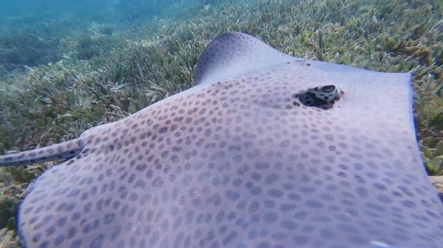 Extreme close-up slow motion shot of a Honeycomb Stingray's unique pattern and eye.