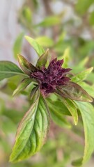Obraz premium Close up of purple Thai basil flower buds and young dark leaves growing in an organic herb garden for culinary use and healthy home grown food concepts.