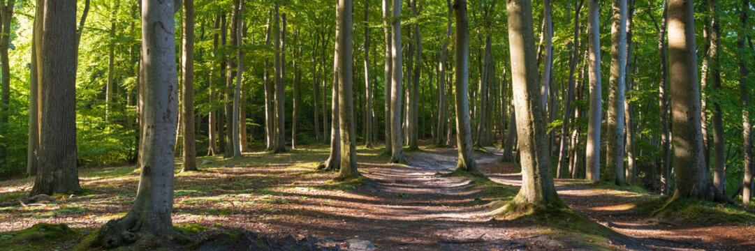 Weg durch den Buchenwald, Naturschutzgebiet Granitz, Biosph&auml;renreservat S&uuml;dost-R&uuml;gen,  Insel R&uuml;gen, Mecklenburg-Vorpommern, Deutschland