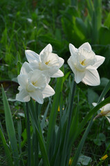 Fototapeta premium Family daffodils 'Misty Glen' cream - white blooming flowers in spring garden.Spring ,nature, growing narcissus flowers concept. Free copy space.