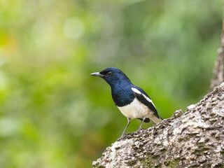 Fototapeta premium A Malaysian Pied Fantail perched on a tree in a national park in Malaysia with a blurred background.