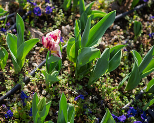 Fototapeta premium Tulip as a natural spring wallpaper