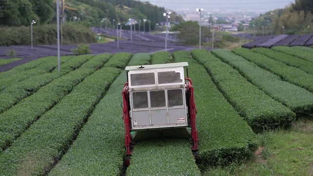 Morning Matcha Tea Harvest in Japan &ndash; Traditional Green Tea Farm Agriculture Scene