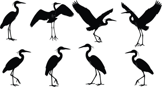 Black heron silhouette vector set, wild egret and crane wetland bird collection, avian wildlife standing and flying isolated on white background, bundle,