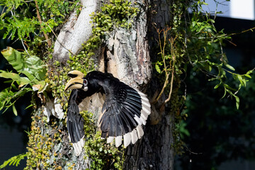 The hornbill feeds the female and her chicks and then flies off to find food for the chicks and mother. © Scorpii