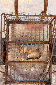 Close cat portrait under antique metal wheelbarrow with rustic animal mood in Valderrobres Aragon seen in daylight with gentle summer tone