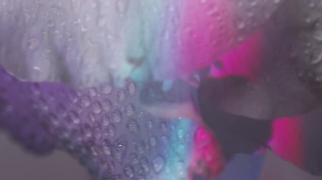 Vertical video. Light floral art. Neon exotic flower. Blur purple green white color water plant eustoma nature on abstract environmental background.