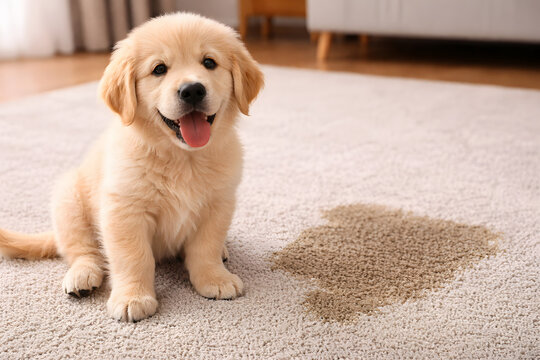 Golden puppy sitting beside urine stain on carpet, adorable young dog having indoor potty accident, pet house training and toilet training concept, cute Labrador puppy learning good behavior at home, 