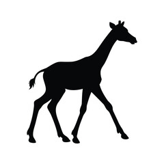 Fototapeta premium baby giraffe walking silhouette vector illustration, giraffe walking with long legs silhouette vector illustration design