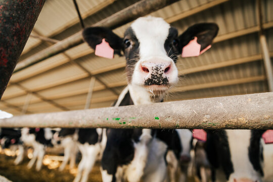 Calf portrait in barn on dairy farm looking at camera