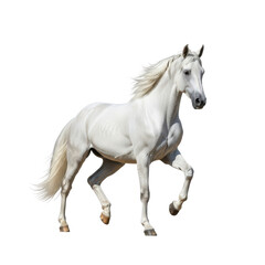 Fototapeta premium White Horse Galloping Black Background