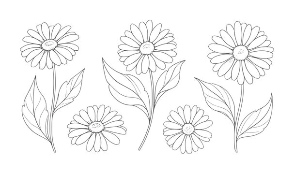 Black and white line of daisy flowers and leaves arrangement daisies stems petals
