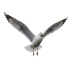 Obraz premium Seagull bird flying open wings isolated black