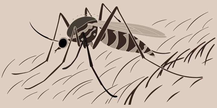 A creepy black macro illustration of a scary widow spider predator on a white background, perfect for a horror-themed Halloween design featuring this dangerous arachnid.