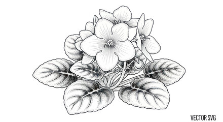 Obraz premium African Violet Flower Drawing Black and White Outline Vector Illustration