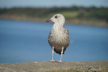 Portrait d'un jeune goéland . © Richard