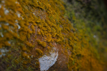 Nature photo of dried moss clinging to a tree trunk, its yellowish color and rough texture revealing a weathered surface that contrasts with the dark bark.