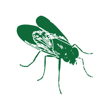 Make a Professional Green Fly Vector