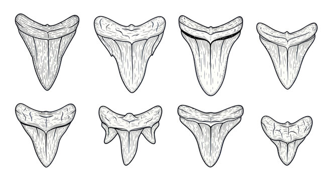 Collection of Shark Teeth Illustrations - Diverse Shapes and Sizes