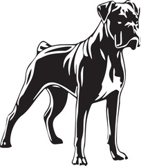 Obraz premium Boxer dog