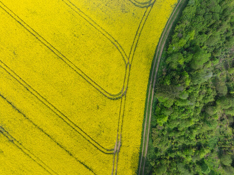 Aerial view of oilseed rape field and forest in Oberfranken Bavaria