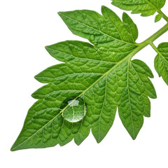 Fototapeta premium Green Leaf With Water Droplet Isolated Black