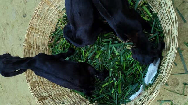 Top view of small black goat kids eating fresh green grass inside a wicker basket.