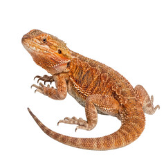 Obraz premium Vibrant photograph of an orange-brown bearded dragon with a coiled tail, looking up, isolated on transparent background.
