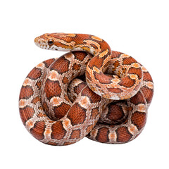 Obraz premium Photograph of a vibrant corn snake coiled with head raised, showcasing its orange, red, and white patterned scales.
