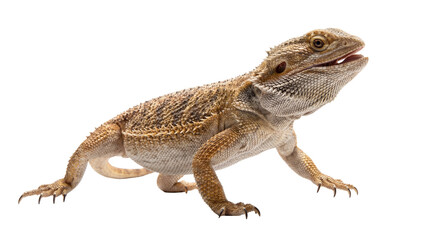 A close-up studio photograph of a bearded dragon lizard with its mouth slightly open on white background.
