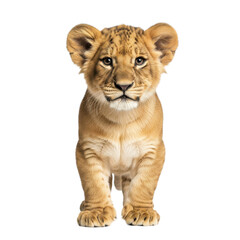 Obraz premium Lion cub standing isolated on black background