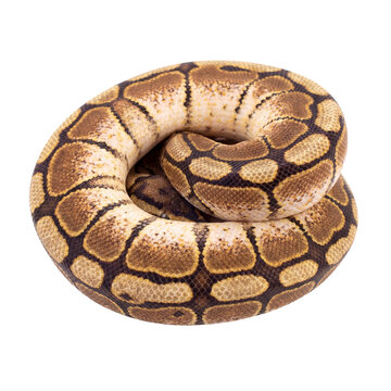 Captivating studio portrait of a ball python coiled into a perfect circular shape, highlighting its striking camouflage.