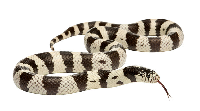 Captivating California kingsnake, a sleek non-venomous reptile, showcasing its striking black and white banded pattern.