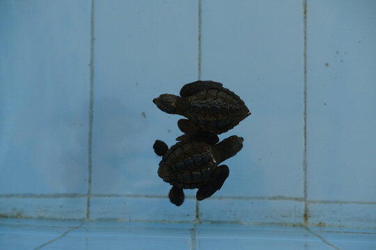Multiple small black sea turtle hatchlings swimming in a shallow pool