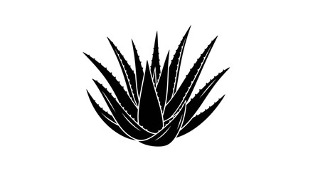 Fototapeta premium Silhouette of Aloe Vera Plant with Spiky Leaves