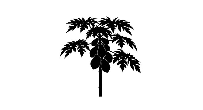 Silhouette of a Papaya Tree with Foliage and Fruits