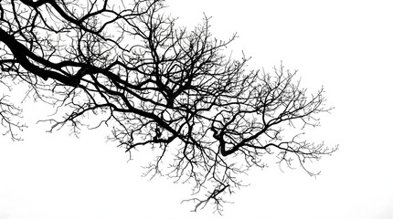 Obraz premium Bare tree branches against white sky nature's serene silhouette peaceful landscape