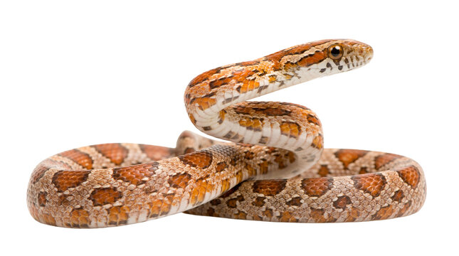 A beautiful corn snake with distinctive orange, red, and cream patterns.
