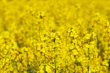 Obraz premium rapeseed field in spring